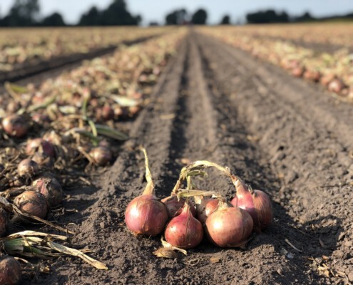 Roze uien, uiengroeiseizoen 2021Waterman Onions