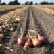 Roze uien, uiengroeiseizoen 2021 Waterman Onions