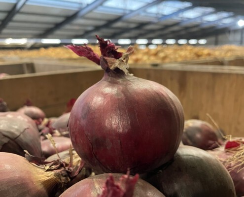 onion storage waterman onions