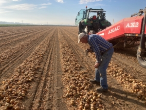 Checking cultivation of harvested onions
